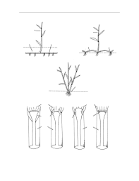 Image result for Rhytachne subgibbosa