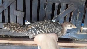 Check spelling or type a new query. Pasar Ayam Hutan Online Beranda Facebook