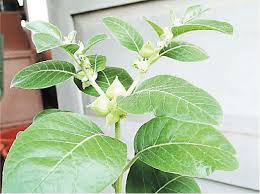 Image result for Withania somnifera