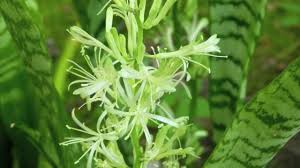 Fantastic flowers and plants by pridescrossing. Flowering Snake Plant Youtube