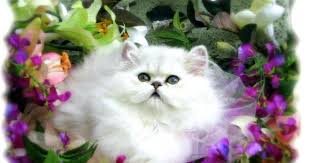 People interested in kucing anggora hitam putih also searched for. Gambar Kucing Anggora Putih Lucu Gambar Kucing Lucu Wallpaper Kucing Menggambar Kucing