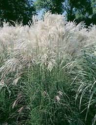 Elefanttiheina Malepartus Viherpeukalot Moon Garden Photo Galleries Plants
