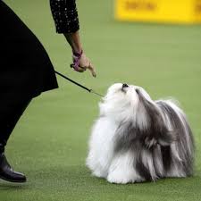 The 144th annual westminster dog show concluded on tuesday, and while the judges with all due respect to newly crowned westminster dog show winner, siba , a standard poodle, some of her. Westminster Dog Show Fashion News Photos And Videos Vogue