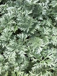 Image result for Artemisia sp.no.1