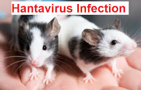فيروس هانتا Hantavirus Animals Hamster