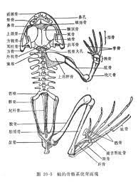 青蛙骨骼 google 搜索 anatomy animal anatomy