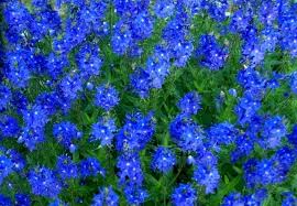 Image result for Veronica abyssinica
