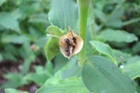 Image result for Commelina benghalensis
