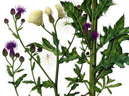 Image result for Cirsium