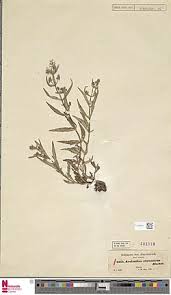 Image result for Aeollanthus