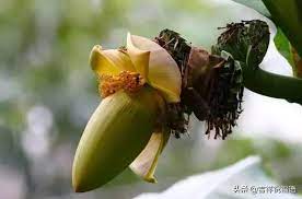 pin by luan lee on 香蕉花原来这么美 plants