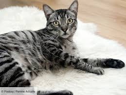 Freizeit, freundschaft und romantik für die generation 50+ Animaux De Compagnie Nos Conseils Pour Faire Baisser La Note Femme Actuelle Le Mag