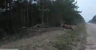 Radical Elk Gif Finder Find And Share Funny Animated Gifs Deer Hunting Videos Hunting Humor Deer Hunting Humor