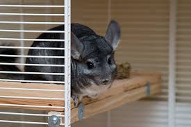 When handling, support full body. Chinchilla Cages Infolific