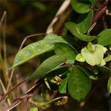 Image result for Macrotyloma axillare