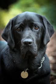 Day 363 My Girl Labrador Retriever Black Labrador Retriever Chocolate Labrador Retriever