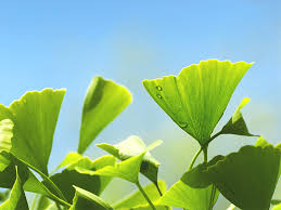 Гинкго билоба (ginkgo biloba), описание, цены на препарат, заказ в аптеках, верофарм оао (россия). Ginkgo Biloba Health Benefits And Uses