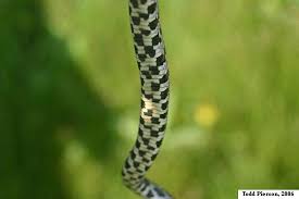 Download Eastern Foxsnake Pantherophis Vulpinus Indiana Herp Atlas