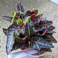 Image result for Euphorbia pfeilii