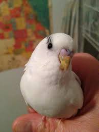 Awww That Face Goruntuler Ile Muhabbet Kuslari Papaganlar Guzel Kuslar