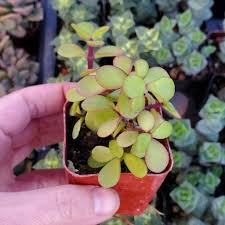 Image result for Portulacaria
