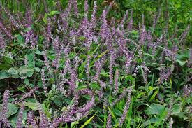 Image result for Platostoma sp. no. 2