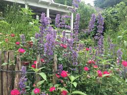 Heute, der inbegriff von charme und angelegt, um auf kleinem raum, die größtmögliche ernte einzubringen. 5 Tipps Fur Einen Romantischen Garten Im Cottage Stil