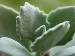 Kalanchoe Millotii Millot Kalanchoe World Of Succulents Succulents Cacti And Succulents Plants