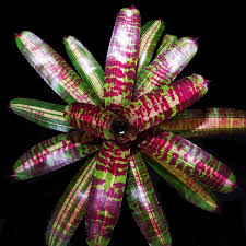 Image result for Neobolusia