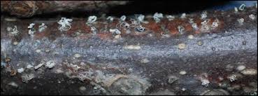 Image result for Pycnobotrya