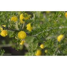 Image result for Acacia lasiopetala