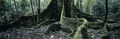 Image result for Xylia africana