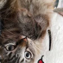 Tahukah kamu bahwa ada banyak jenis kucing yang tersebar di seluruh dunia? 45 Doa Ideas Allah Risalah Doa