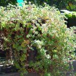 Image result for Alchemilla ellenbeckii