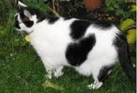 Tilly Nin Diyabetinde 6 Onemli Faktor Kediler Kedi Diyabet Kediler Hakkinda Hersey