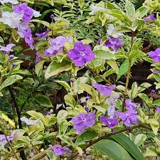 Image result for Brunfelsia
