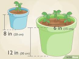Basil can either be grown in pots and containers on your patio, or in between your vegetables or flowers. Simple Ways To Plant Basil In A Pot 14 Steps With Pictures