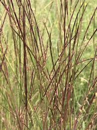 Image result for Schizachyrium sanguineum