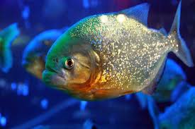 Tapi bagi aquarist berpengalaman yang tak kenal takut, ikan predator justru jadi mainan mereka. Dianggap Sebagai Predator Air Tawar Berikut Fakta Unik Tentang Ikan Piranha Salah Satunya Vegetarian Semua Halaman Kids