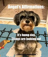 Maybe you would like to learn more about one of these? This Weekend Is One Big Non Stop Pawty For The Pups Across Florida The New Barker Is Excited To Be Part Of T Dog Portraits Painting Boxer Rescue Dog Portraits