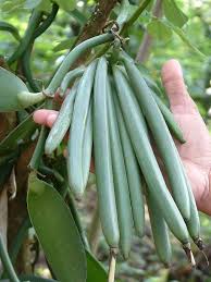 Vanille En 2020 Legume Exotique Fruits Exotiques Vanille Madagascar