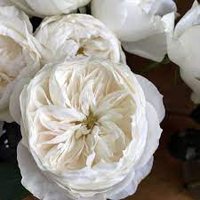 White Cloud Has A Classic Four Hearted Cup Shape A Bone White Color And No Fragrance You Can Only Get Th Garden Rose Bouquet David Austin Roses Bouquet Rose