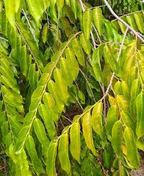 Image result for Maranthes