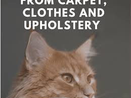 How To Get Cat Pee Out Of Clothes Couches Towels Rugs And Carpet Dengarden Home And Garden
