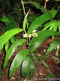 Image result for Corymborkis