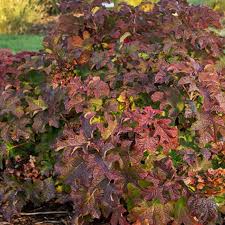 Image result for Hydrangea quercifolia