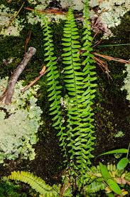 Image result for Asplenium africanum