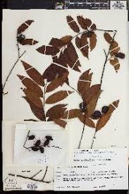 Image result for Diospyros chamaethamnus