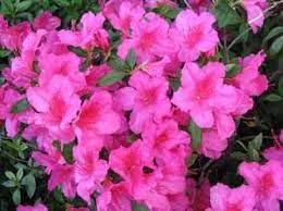 20 Toxic And Poisonous Plants For Cats Plants Poisonous Plants Harmful Plants