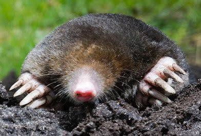 Mole | Identification | Removal | Prevention Tips in WI